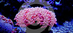Flower Pot Coral - Goniopora sp. photo