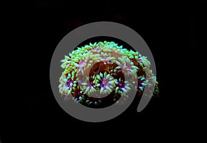 Small colony of Goniopora LPS coral photo