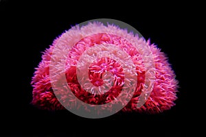 Pink Flower Pot Goniopora sp. LPS coral photo