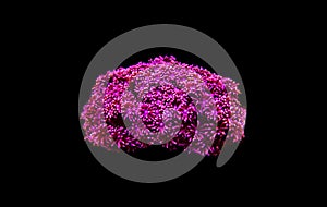Pink Flower Pot Goniopora sp. LPS coral photo