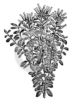Gonocalyx Pulcher vintage illustration