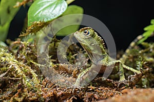 Baby forest dragon lizard inside a bush photo