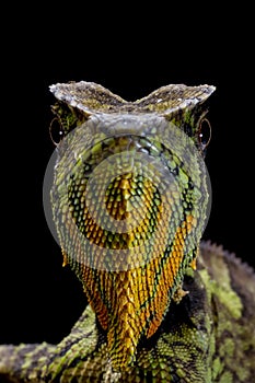 Gonocephalus kuhlii lizard closeup head on isolated background