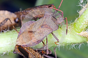 Gonocerus acuteangulatus on Hollyhock plant. It is a herbivorous species of true bug in the family Coreidae.