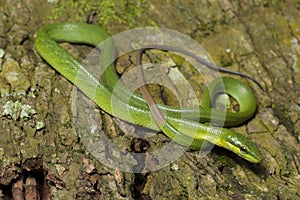 Gonyosoma oxycephalum, the arboreal ratsnake, the red-tailed green ratsnake, and the red-tailed racer photo