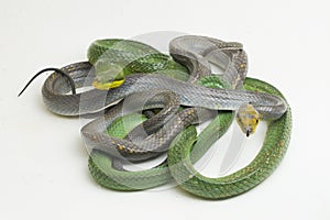 Gonyosoma oxycephalum, the arboreal ratsnake, the red-tailed green ratsnake, and the red-tailed racer,