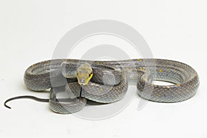 Gonyosoma oxycephalum, the arboreal ratsnake, the red-tailed green ratsnake, and the red-tailed racer,