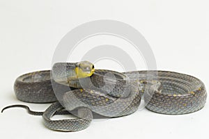 Gonyosoma oxycephalum, the arboreal ratsnake, the red-tailed green ratsnake, and the red-tailed racer,