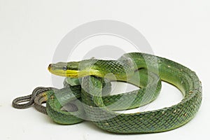 Gonyosoma oxycephalum, the arboreal ratsnake, the red-tailed green ratsnake, and the red-tailed racer, photo
