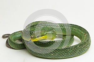 Gonyosoma oxycephalum, the arboreal ratsnake, the red-tailed green ratsnake, and the red-tailed racer, photo