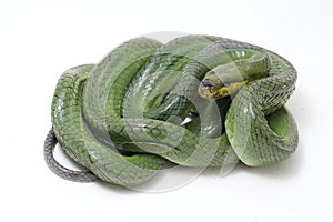 Gonyosoma oxycephalum, known commonly as the arboreal ratsnake, the red-tailed green ratsnake, and the red-tailed racer, The speci photo