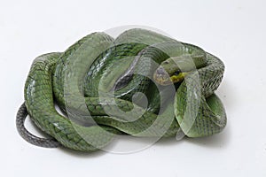Gonyosoma oxycephalum, known commonly as the arboreal ratsnake, the red-tailed green ratsnake, and the red-tailed racer, The speci photo