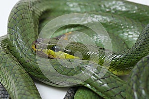 Gonyosoma oxycephalum, known commonly as the arboreal ratsnake, the red-tailed green ratsnake, and the red-tailed racer, The speci photo