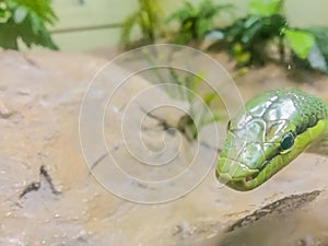 Gonyosoma oxycephalum, known commonly as the arboreal ratsnake, the red-tailed green ratsnake, and the red-tailed racer, is a