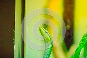 Gonyosoma oxycephalum, known commonly as the arboreal ratsnake, the red-tailed green ratsnake, and the red-tailed racer, is a