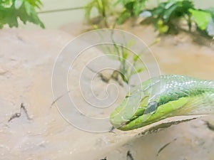 Gonyosoma oxycephalum, known commonly as the arboreal ratsnake, the red-tailed green ratsnake, and the red-tailed racer, is a