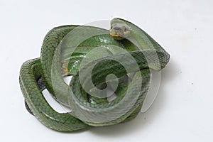 Gonyosoma oxycephalum, known commonly as the arboreal ratsnake, the red-tailed green ratsnake, and the red-tailed racer, The speci