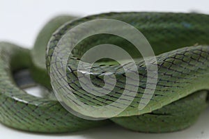 Gonyosoma oxycephalum, known commonly as the arboreal ratsnake, the red-tailed green ratsnake, and the red-tailed racer, The speci