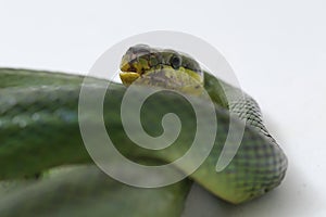 Gonyosoma oxycephalum, known commonly as the arboreal ratsnake, the red-tailed green ratsnake, and the red-tailed racer, The speci