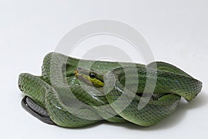 Gonyosoma oxycephalum, known commonly as the arboreal ratsnake, the red-tailed green ratsnake, and the red-tailed racer, The speci