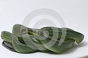 Gonyosoma oxycephalum, known commonly as the arboreal ratsnake, the red-tailed green ratsnake, and the red-tailed racer, The speci