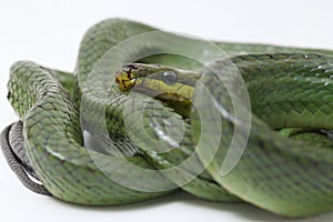 Gonyosoma oxycephalum, known commonly as the arboreal ratsnake, the red-tailed green ratsnake, and the red-tailed racer, The speci