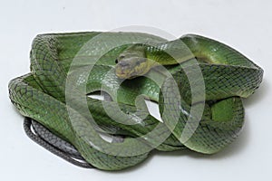 Gonyosoma oxycephalum, known commonly as the arboreal ratsnake, the red-tailed green ratsnake, and the red-tailed racer, The speci