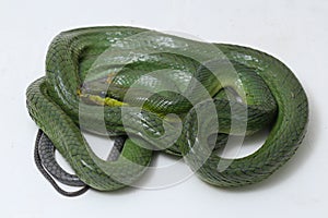 Gonyosoma oxycephalum, known commonly as the arboreal ratsnake, the red-tailed green ratsnake, and the red-tailed racer, The speci