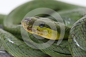 Gonyosoma oxycephalum, known commonly as the arboreal ratsnake, the red-tailed green ratsnake, and the red-tailed racer, The speci