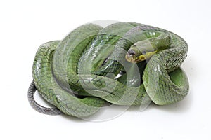 Gonyosoma oxycephalum, known commonly as the arboreal ratsnake, the red-tailed green ratsnake, and the red-tailed racer, The speci