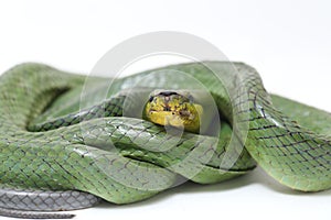 Gonyosoma oxycephalum, known commonly as the arboreal ratsnake, the red-tailed green ratsnake, and the red-tailed racer, The speci