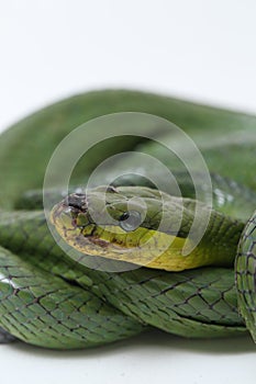 Gonyosoma oxycephalum, known commonly as the arboreal ratsnake, the red-tailed green ratsnake, and the red-tailed racer, The speci