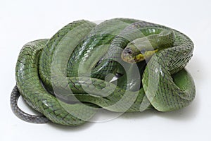 Gonyosoma oxycephalum, known commonly as the arboreal ratsnake, the red-tailed green ratsnake, and the red-tailed racer, The speci