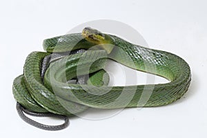 Gonyosoma oxycephalum, known commonly as the arboreal ratsnake, the red-tailed green ratsnake, and the red-tailed racer, The speci