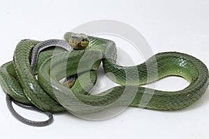 Gonyosoma oxycephalum, known commonly as the arboreal ratsnake, the red-tailed green ratsnake, and the red-tailed racer, The speci