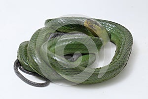 Gonyosoma oxycephalum, known commonly as the arboreal ratsnake, the red-tailed green ratsnake, and the red-tailed racer, The speci