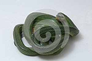 Gonyosoma oxycephalum, known commonly as the arboreal ratsnake, the red-tailed green ratsnake, and the red-tailed racer, The speci photo