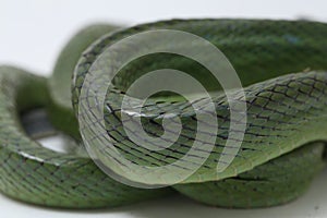 Gonyosoma oxycephalum, known commonly as the arboreal ratsnake, the red-tailed green ratsnake, and the red-tailed racer, The speci photo