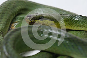 Gonyosoma oxycephalum, known commonly as the arboreal ratsnake, the red-tailed green ratsnake, and the red-tailed racer, The speci photo