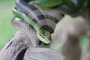 Gonyosoma snake at the branch, thailand