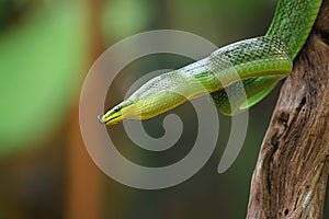 Gonyosoma snake or squirrel snake