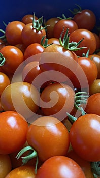 A good amount of red cherry tomatoes freshly picked from the garden