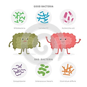 Good Bacteria and Bad Bacteria in human intestines. Bifidobacteria, Lactobacilli, Escherichia coli, Campylobacter