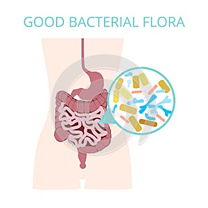 Good bacterial flora. Lactobacilli, bifidobacteria, Escherichia photo