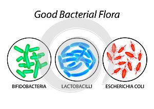Good bacterial flora. Lactobacilli, bifidobacteria, Escherichia coli. Infographics. Vector illustration.
