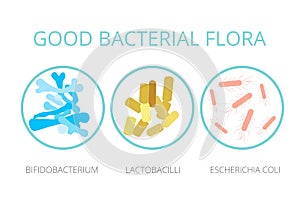 Good bacterial flora. Lactobacilli, bifidobacteria, Escherichia photo