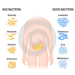 Good, Bad Bacteria. Intestinal flora