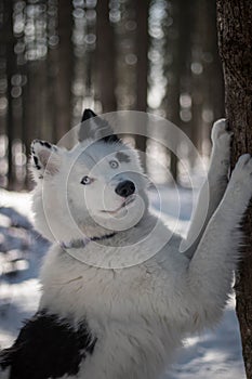 Good and beautiful yakutian laika boy in the fairy-tale winter forest.