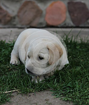 A good boy puppy of a light color Labrador Retriever is resting on a green lawn against a stone wall.