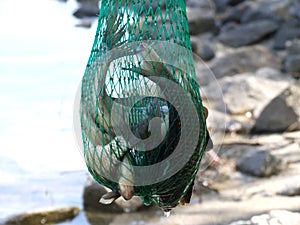 A good catch for fishermen